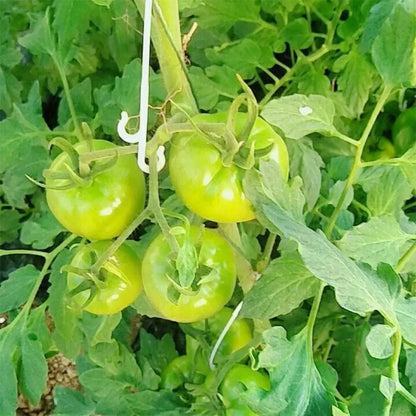 Crochets en J pour Plantes et Tomates – Attaches Réutilisables pour Treillage et Tuteurage (9,5 à 16 cm)