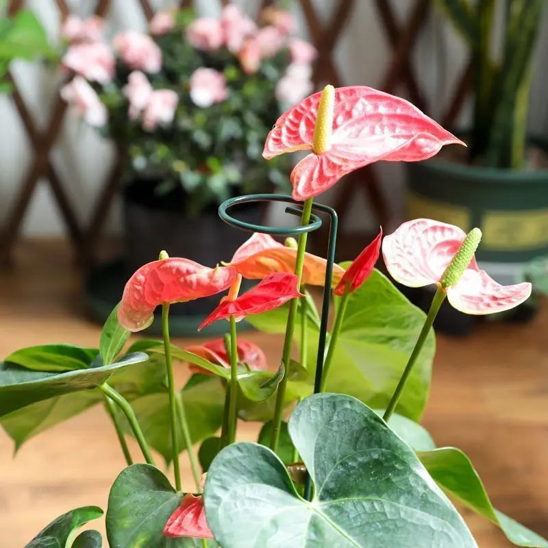 Tuteur Anneau Support Tige Plante Métal – 35 / 45 / 55 cm | Lot de 1, 3 ou 5