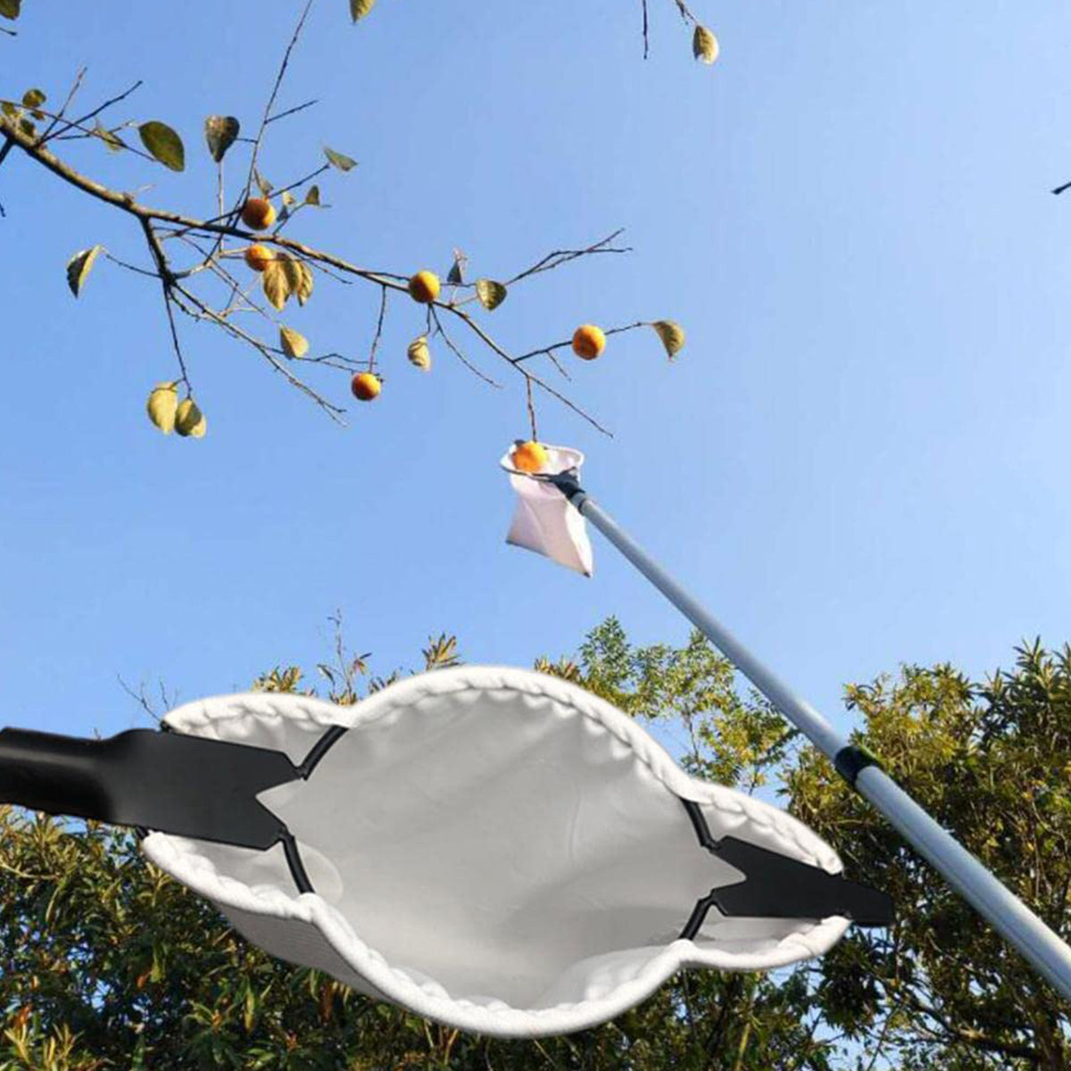 Cueilleur de Fruits à Lames en Acier – Panier Récolteur pour Arbre Fruitier