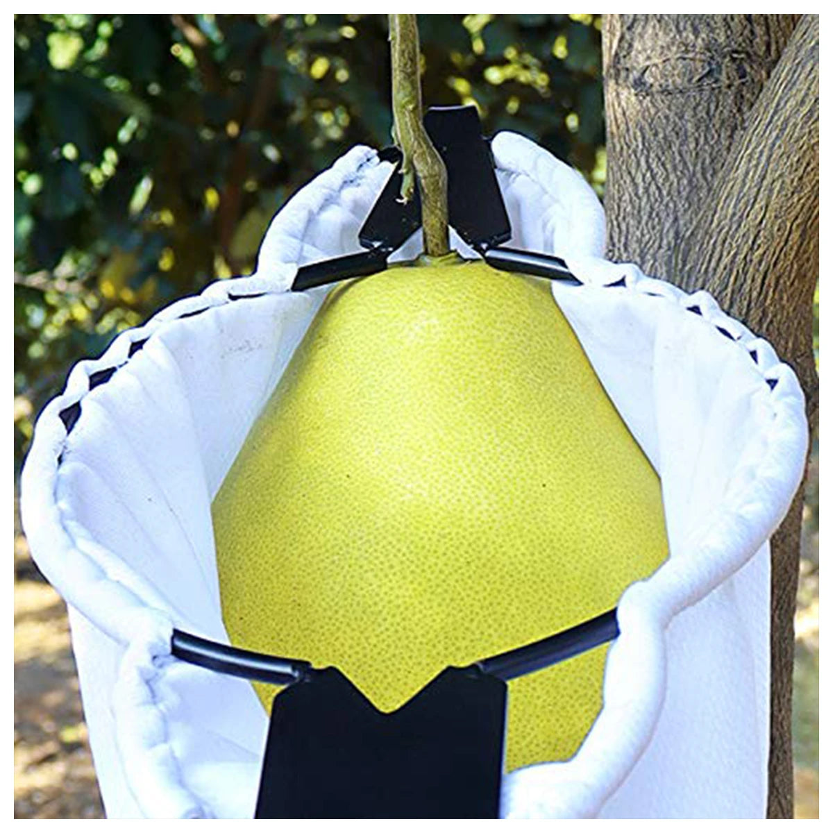 Cueilleur de Fruits à Lames en Acier – Panier Récolteur pour Arbre Fruitier