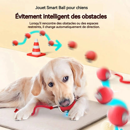 Balle Roulante Automatique pour Chien – 3 Modes, Recharge USB-C | Chiot & Chat