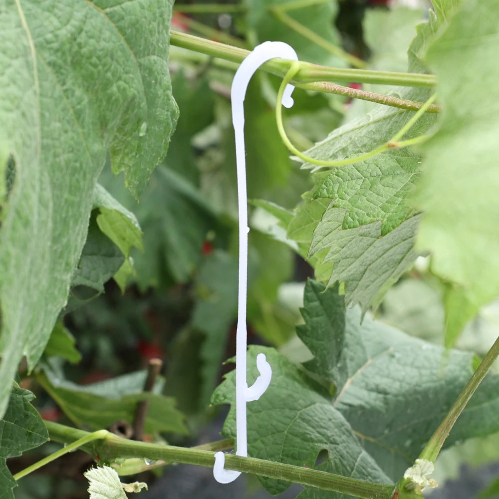 Crochets en J pour Plantes et Tomates – Attaches Réutilisables pour Treillage et Tuteurage (9,5 à 16 cm)