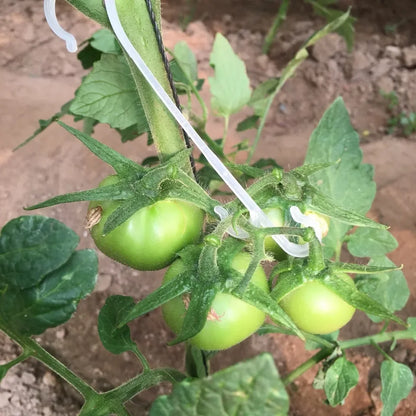 Crochets en J pour Plantes et Tomates – Attaches Réutilisables pour Treillage et Tuteurage (9,5 à 16 cm)
