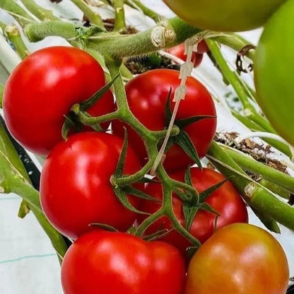 Crochets en J pour Plantes et Tomates – Attaches Réutilisables pour Treillage et Tuteurage (9,5 à 16 cm)