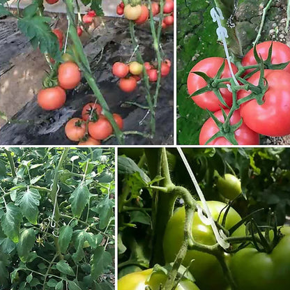 Crochets en J pour Plantes et Tomates – Attaches Réutilisables pour Treillage et Tuteurage (9,5 à 16 cm)